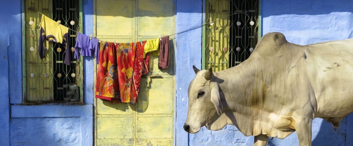 Heilige Kuh © Fotolia_Banana Republic