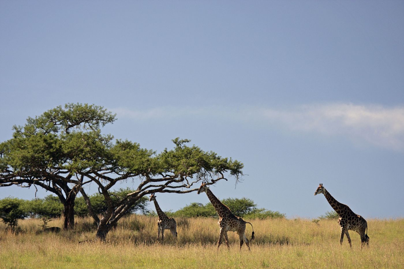 Giraffen (c) ShotshopElkeMünzel