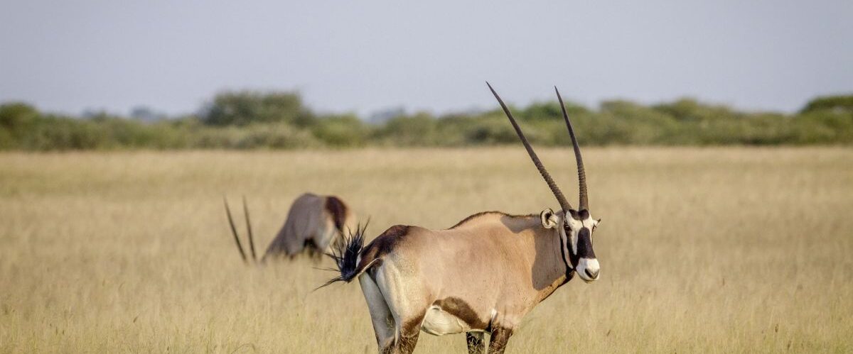 Oryxantilope (c) Marco Polo Reisen_Fotolia_simoneemanphoto