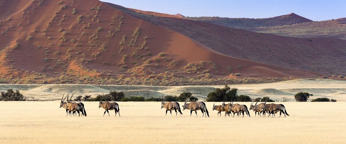 Sossusvlei (c) Marco Polo Reisen_Shutterstock_Tiago Lopes Fernandes