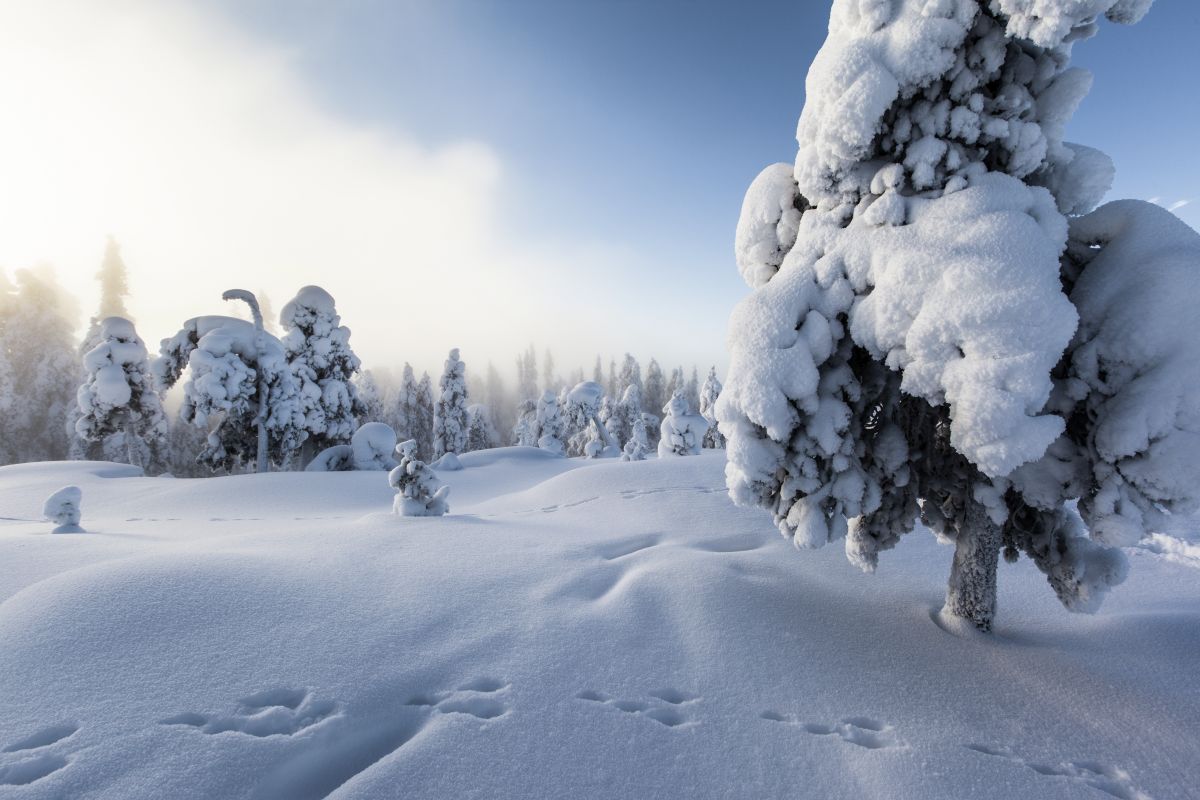 Winterlandschaft © Marco Polo Reisen_VisitFinland_Marko Junttila