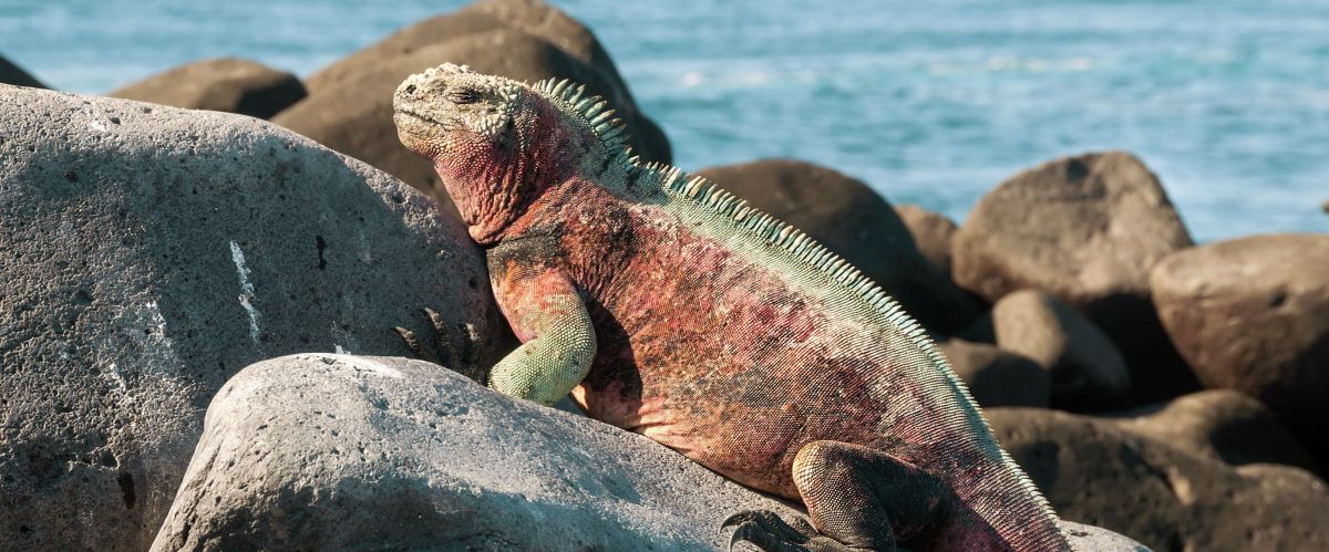 Galapagos, Leguan © Fotolia doethion