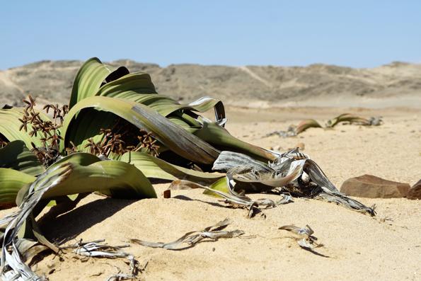 Welwitschia(c)marco-polo-reisen