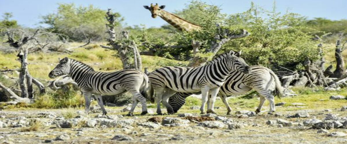 Zebras, Giraffe(c)marco-polo-reisen