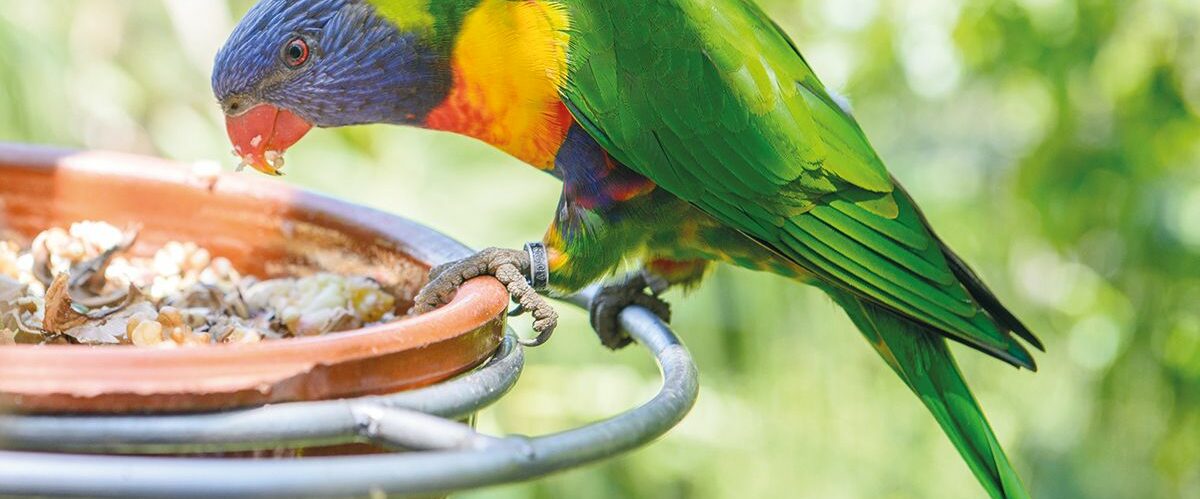 Parrots, Loro Park, Tenerife