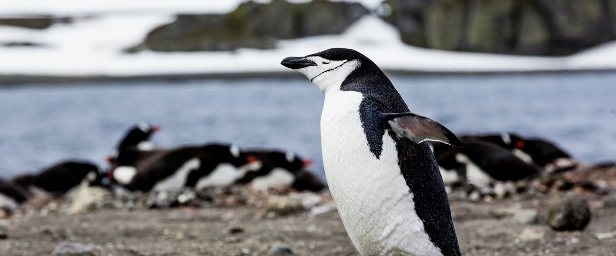 Pinguine (c) Albantros Expeditions