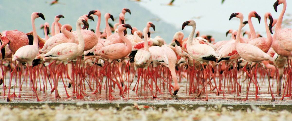 Flamingos (c) Fotolia_6926361_Subscription_Monthly