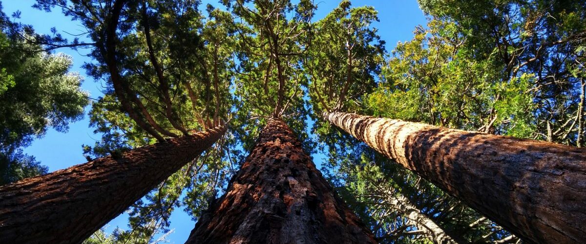 Sequoia_giant-sequoia-grove-near-auburn-804575_pixabay