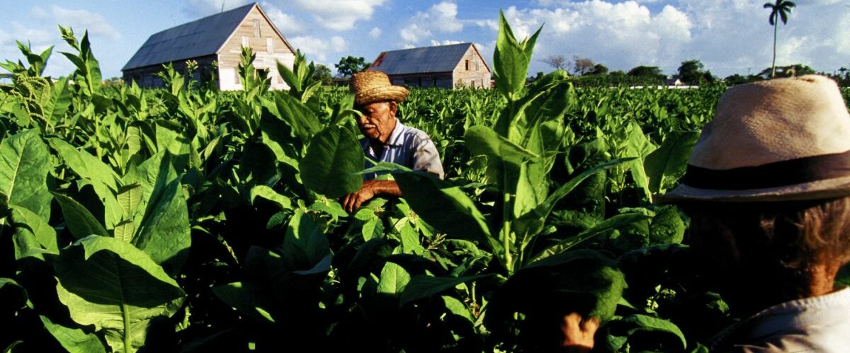 Tabakfelder (c) Cubanisches Fremdenverkehrsamt