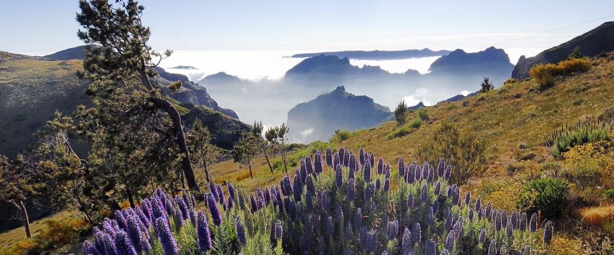 Madeira - Nature_© New Travel