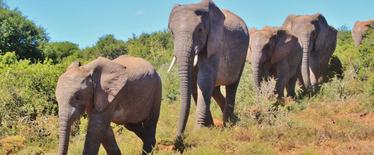african-bush-elephant-463283