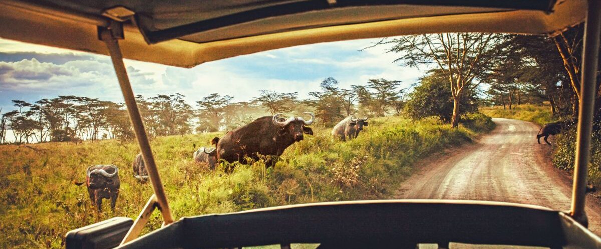 driving safari cars on the savannah in Masai mara, Africa