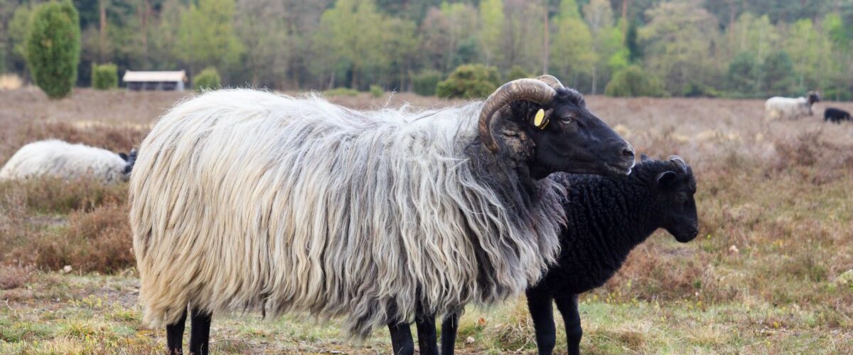 Moorland sheep Heidschnucke and young lamb in Lüneburg Heath ne