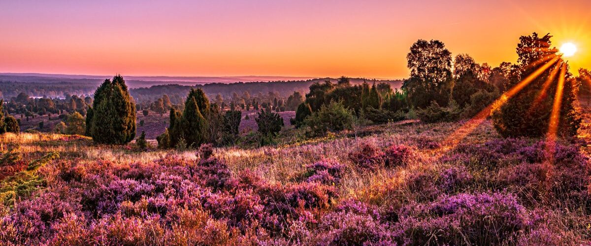 Lüneburger Heide -Touched by the first sunrays