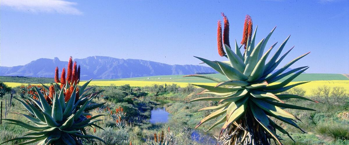 Aloes_© South African Tourism