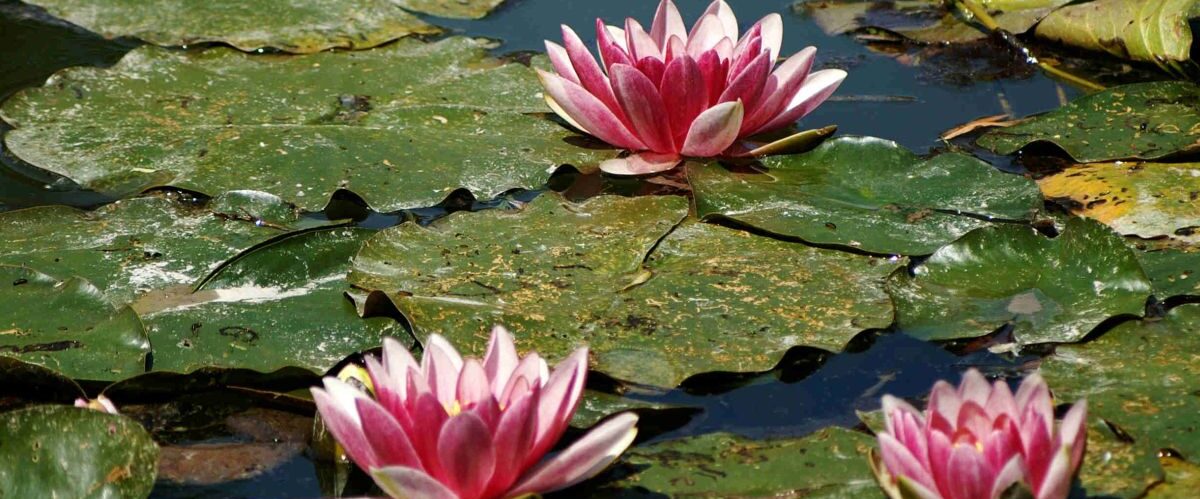 Seerosen Monet Garten