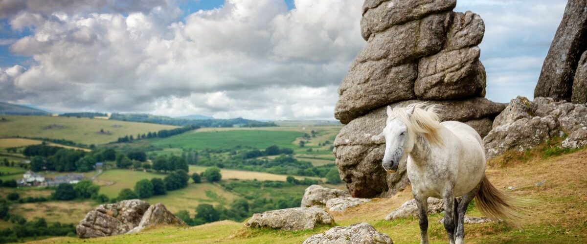 Dartmoor,Pony,Near,Saddle,Tor,,Dartmoor,,Devon,,Uk