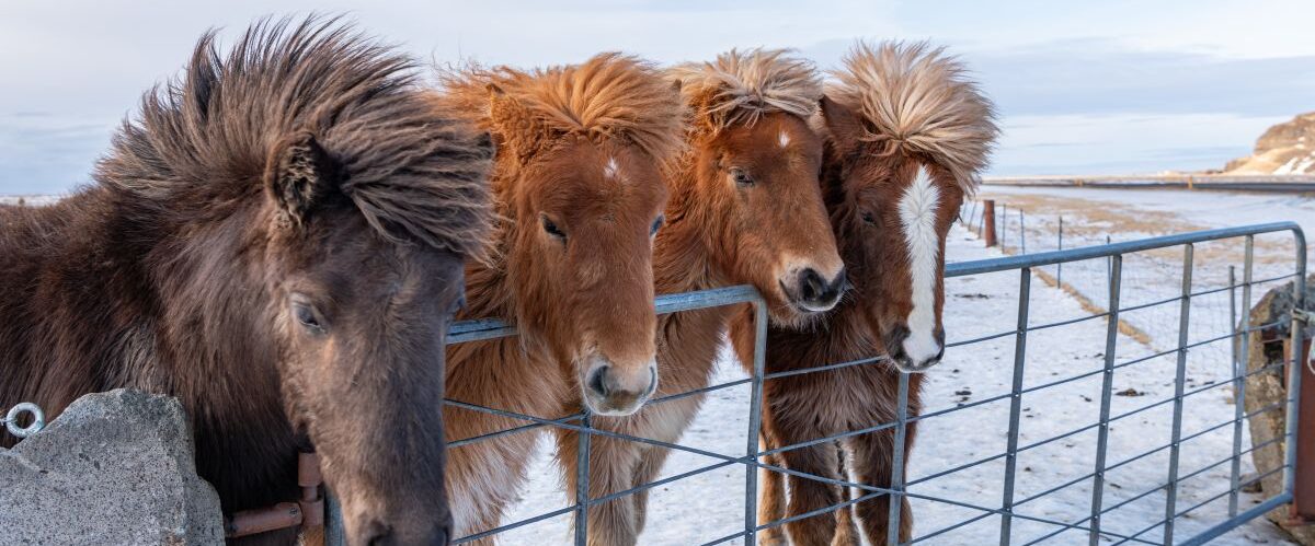 Close,Up,Of,Brown,Icelandic,Horses,Standing,In,A,Meadow