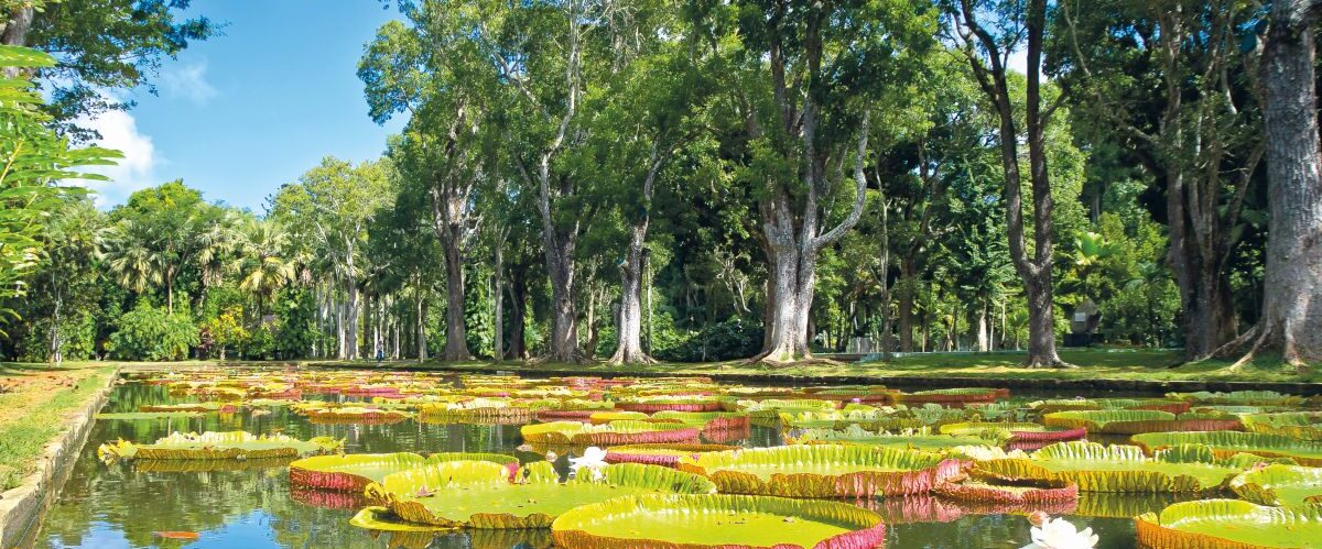 Botanischer Garten Pamplemousses_Reisepartner