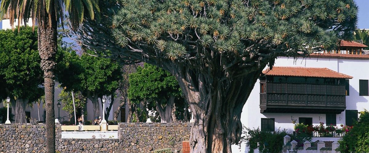 Tenerife - Icod de los Vinos-Drago_© Turismo de Tenerife