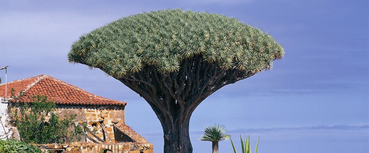 Tenerife - Los Realejos_© Turismo de Tenerife