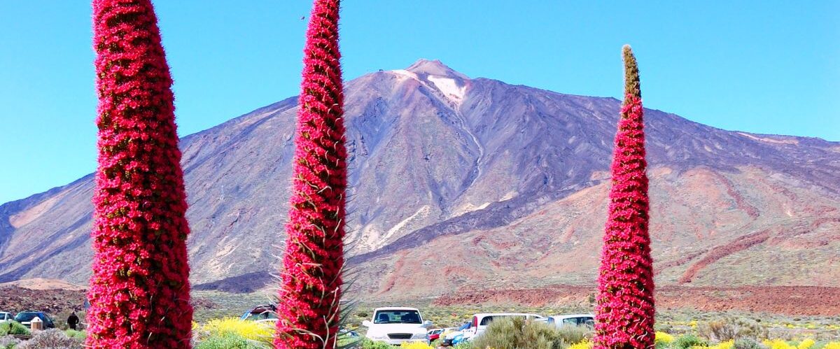 Echium wildpretii plant also known as tower of jewels, red buglo