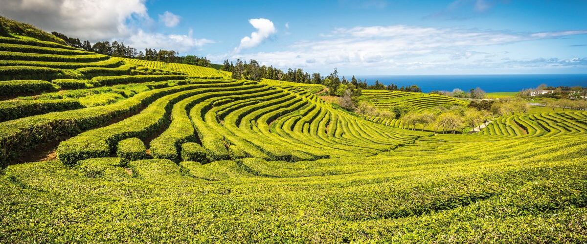 Tea plantation in Porto Formoso. Amazing landscape of outstandin