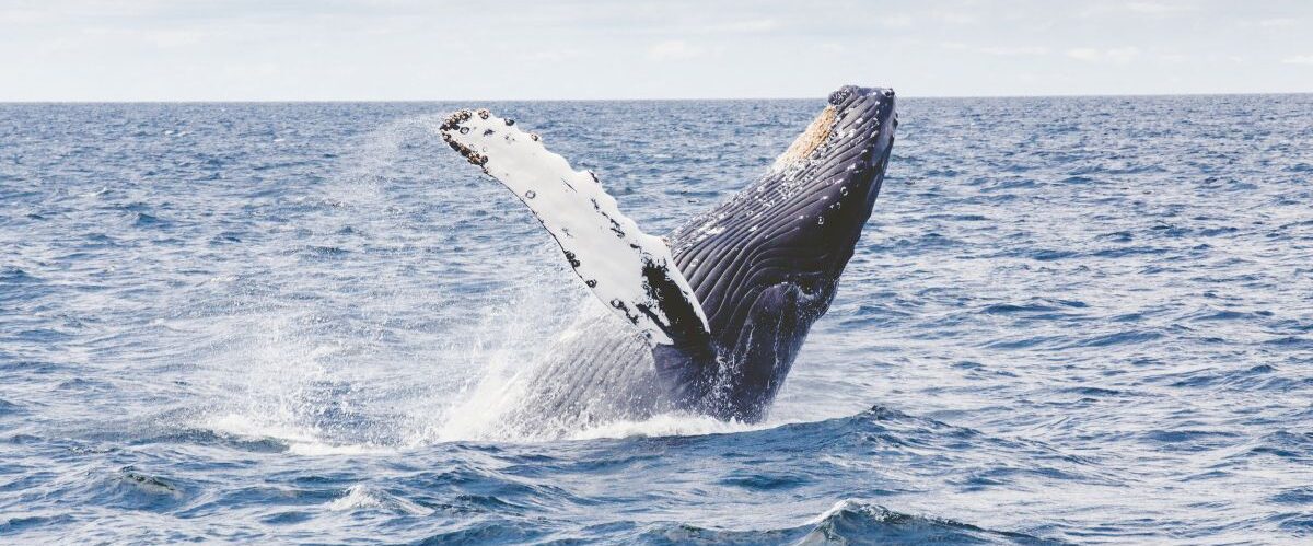 Pixabay_©Free-Photos_phumpback-whale-1209297
